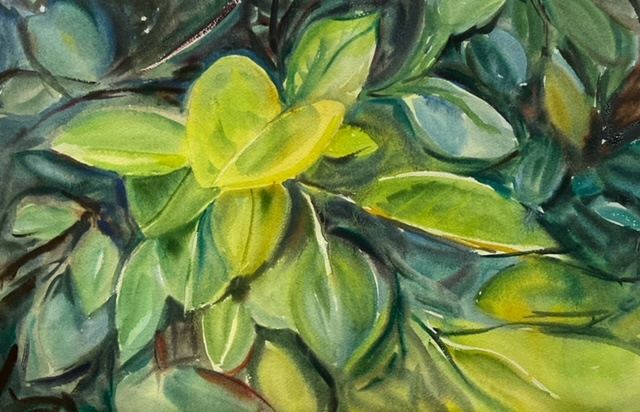 Reaching for the Sun, original watercolor painting of beautiful yellow and green Ficus leaves on a dark green background