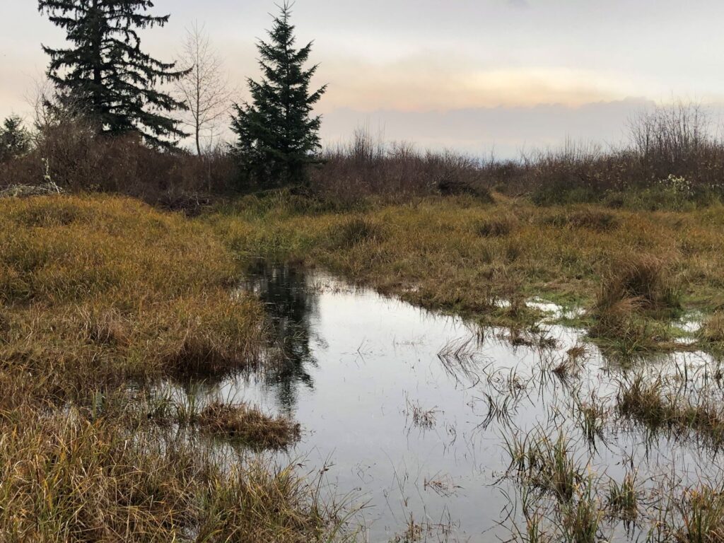 February 2025 Paint-Along photo reference of a winter fiew of a pond with brown grasses surrounding it and a couple of evergreens in the upper left side.