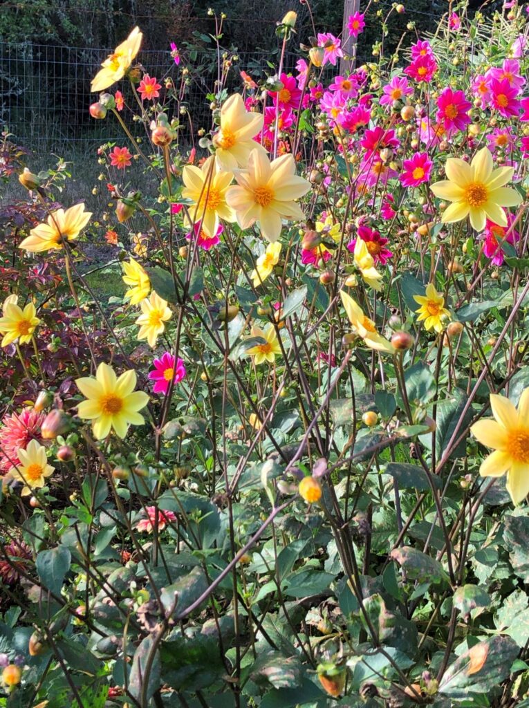 Dahlias - A photograph of dahlias of pink and yellow growing like wildflowers.